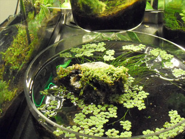 my nano tanks on a heating pad my nano tanks on a heating pad