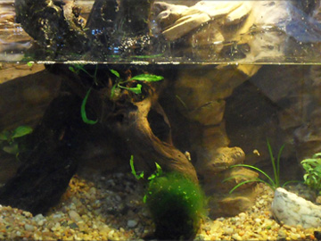 A new tank to grow in with a Chad made rock wall A new tank to grow in with a Chad made rock wall