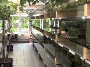 a wall of fish tanks supported by 4 by 4 inbetween tanks 4 tanks high a photo of rimless fish tanks with plants growing around them