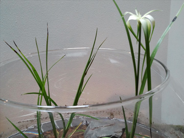 new sedge for emergent aquascaping new sedge for emergent aquascaping