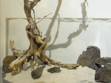 twisting tree with scattered rocks for my next aquascape found rocks and driftwood in a glass aquarium